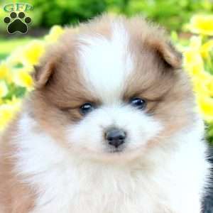 Toffee, Pomeranian Puppy