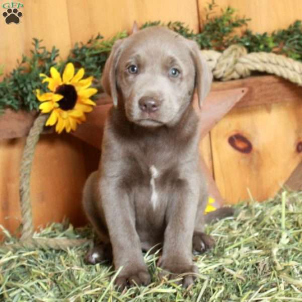 Tony, Silver Labrador Retriever Puppy