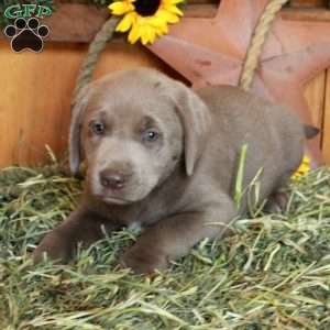 Tony, Silver Labrador Retriever Puppy