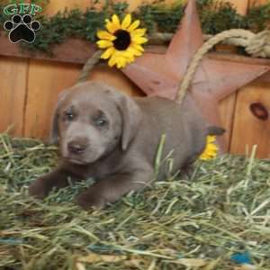Tony, Silver Labrador Retriever Puppy
