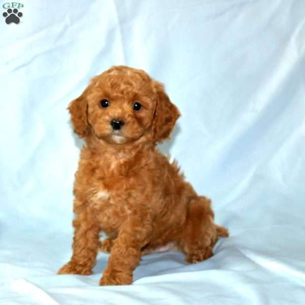 Tony, Miniature Poodle Puppy