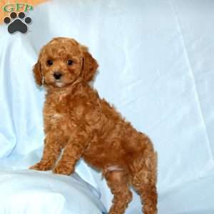 Tony, Miniature Poodle Puppy