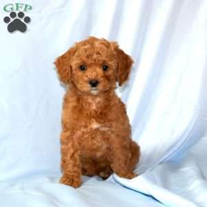 Tony, Miniature Poodle Puppy