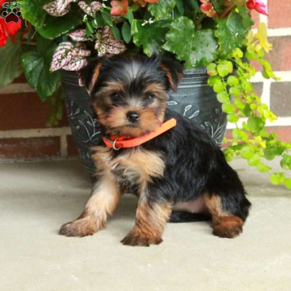 Tori, Yorkie Puppy