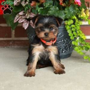 Tori, Yorkie Puppy