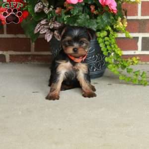 Tori, Yorkie Puppy