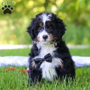 Toto, Mini Bernedoodle Puppy