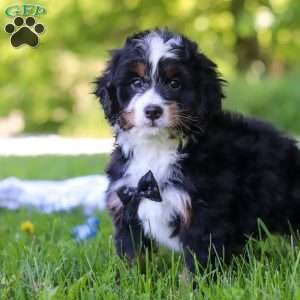 Toto, Mini Bernedoodle Puppy
