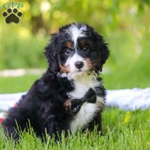 Toto, Mini Bernedoodle Puppy