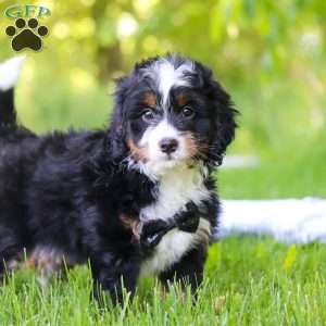 Toto, Mini Bernedoodle Puppy