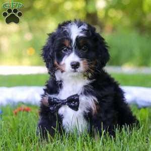 Toto, Mini Bernedoodle Puppy