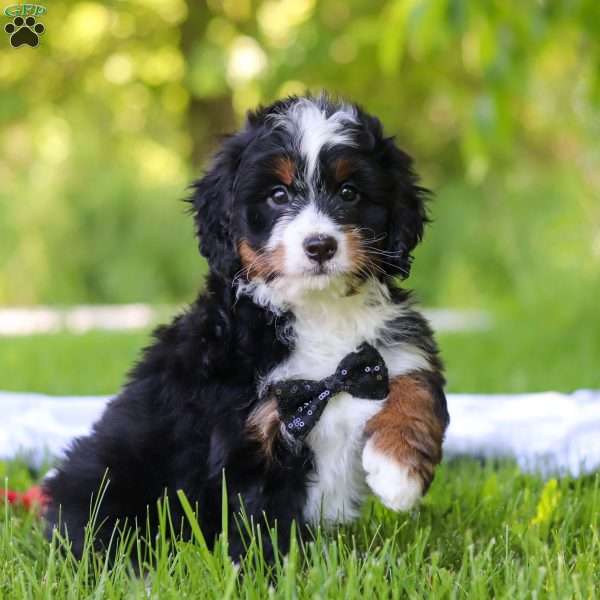 Toto, Mini Bernedoodle Puppy