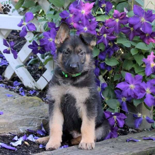 Traeger, German Shepherd Puppy