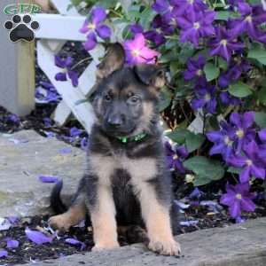 Traeger, German Shepherd Puppy