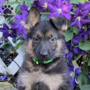 Traeger, German Shepherd Puppy