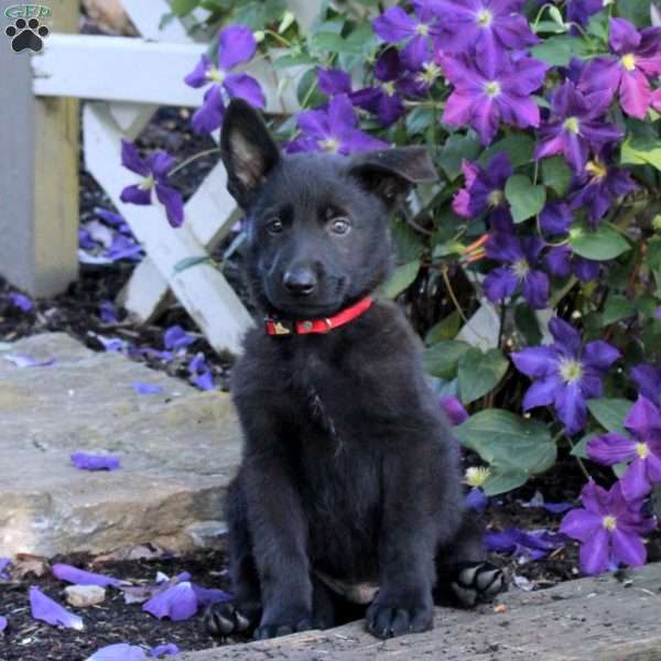 Travis, German Shepherd Puppy