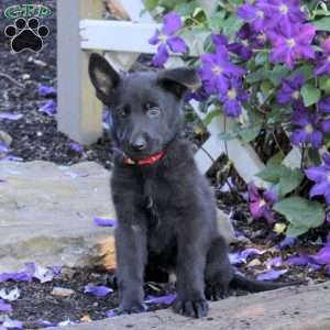 Travis, German Shepherd Puppy