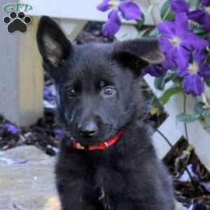 Travis, German Shepherd Puppy