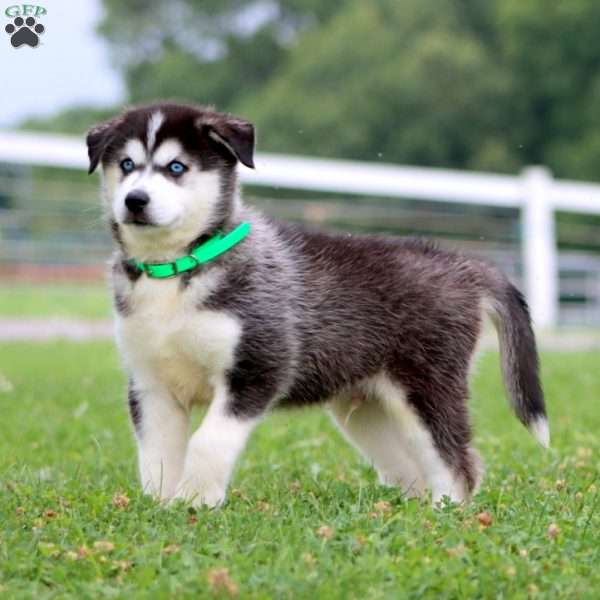 Travis, Pomsky Puppy