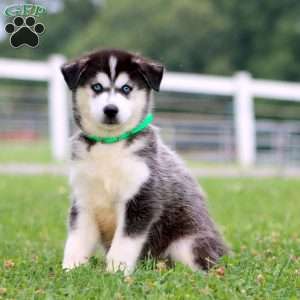 Travis, Pomsky Puppy