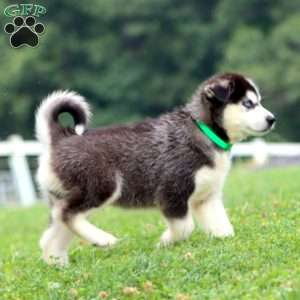 Travis, Pomsky Puppy