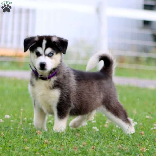 Trent, Pomsky Puppy