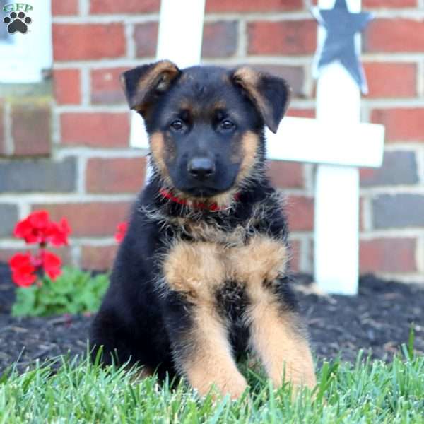 Trent, German Shepherd Puppy