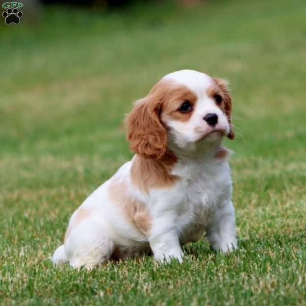 Trent, Cavalier King Charles Spaniel Puppy