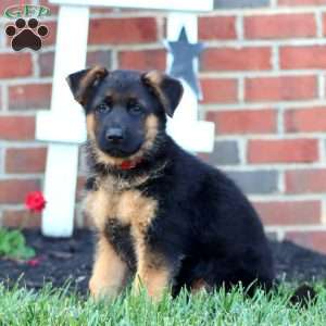 Trent, German Shepherd Puppy