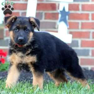 Trent, German Shepherd Puppy
