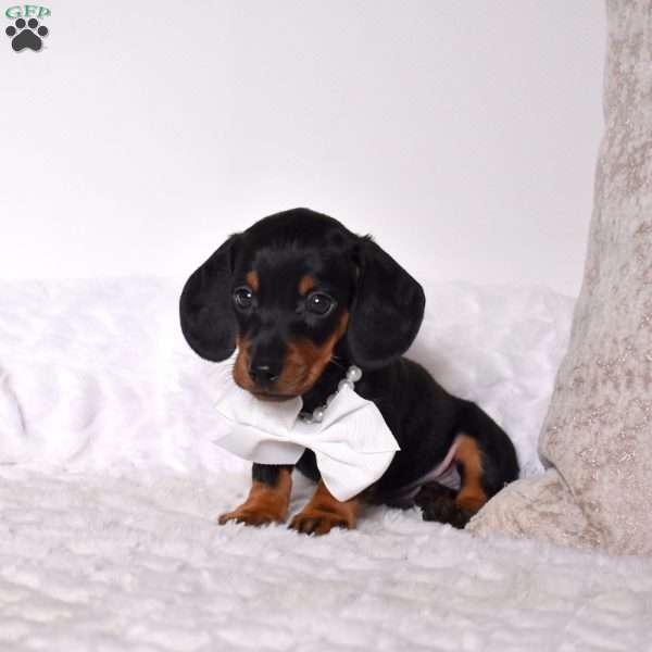 Trevor, Dachshund Puppy