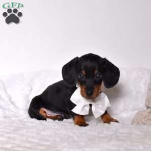 Trevor, Dachshund Puppy