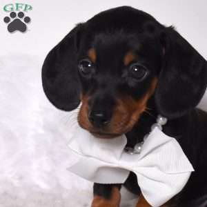 Trevor, Dachshund Puppy