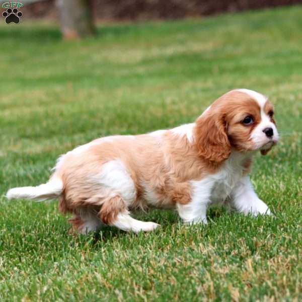 Trevor, Cavalier King Charles Spaniel Puppy