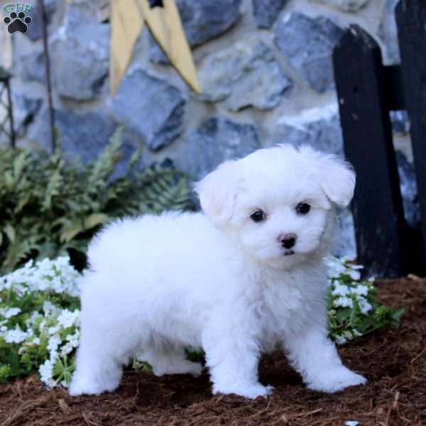 Trevor, Maltipoo Puppy