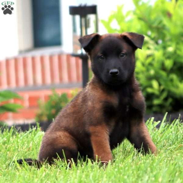Trevor, Belgian Malinois Puppy