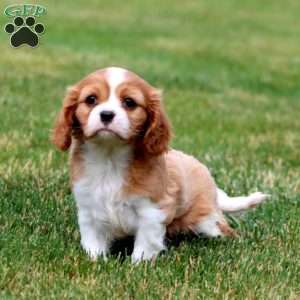 Trevor, Cavalier King Charles Spaniel Puppy