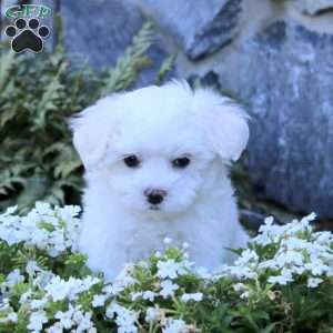 Trevor, Maltipoo Puppy