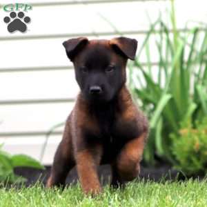 Trevor, Belgian Malinois Puppy