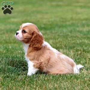 Trevor, Cavalier King Charles Spaniel Puppy