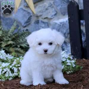 Trevor, Maltipoo Puppy