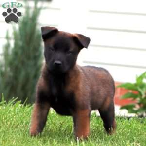 Trevor, Belgian Malinois Puppy