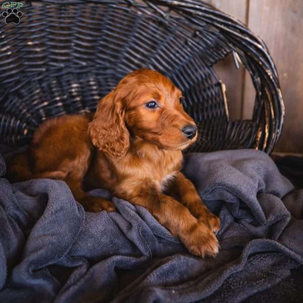 Trevor, Irish Doodle Puppy