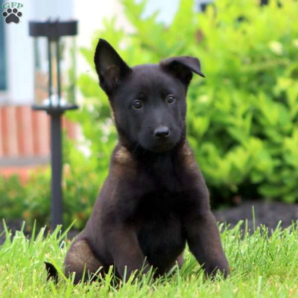 Trish, Belgian Malinois Puppy