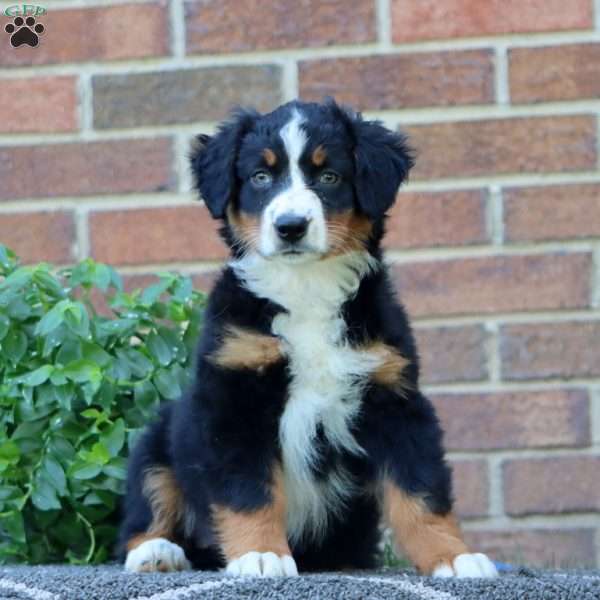 Trish, Australian Shepherd Puppy