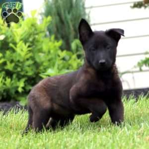 Trish, Belgian Malinois Puppy