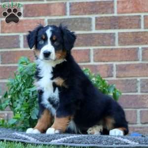 Trish, Australian Shepherd Puppy