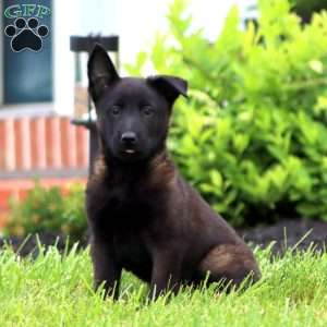 Trish, Belgian Malinois Puppy