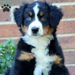 Trish, Australian Shepherd Puppy