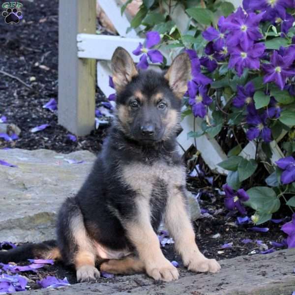 Trooper, German Shepherd Puppy